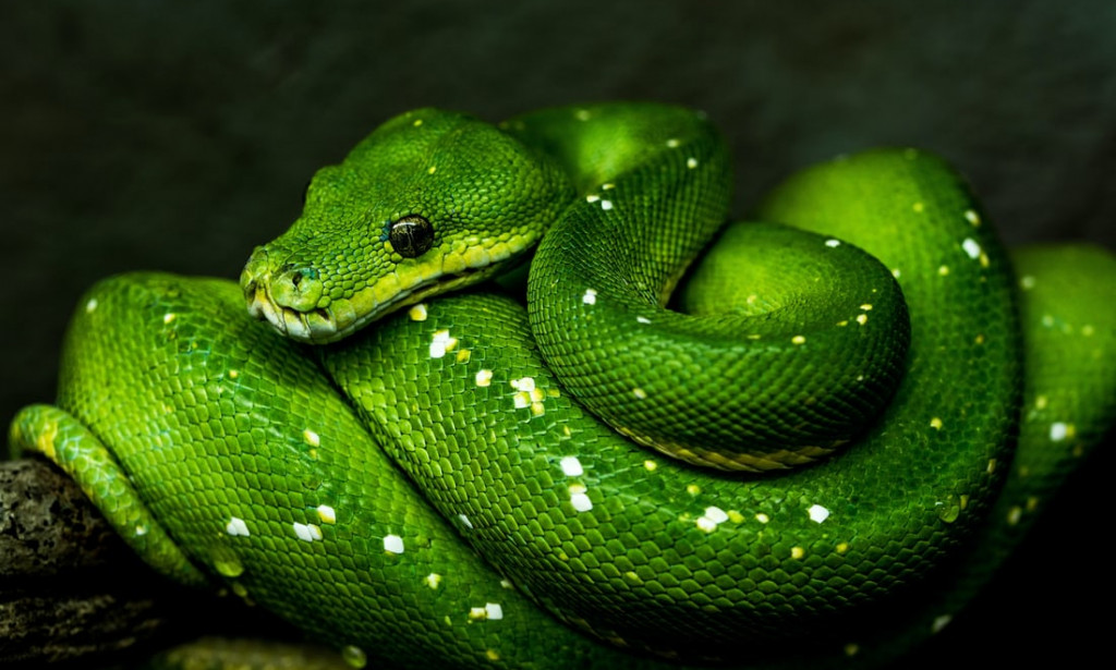 Green snakes called besti (fiction s)