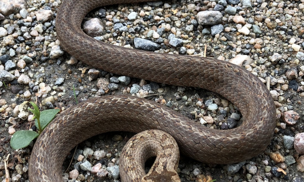 NJIA ZA KUPANGA UZAZI ASILIA