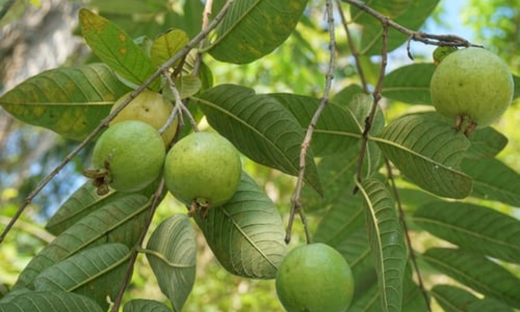 GUAVA LEAVES SLIMMING HERB