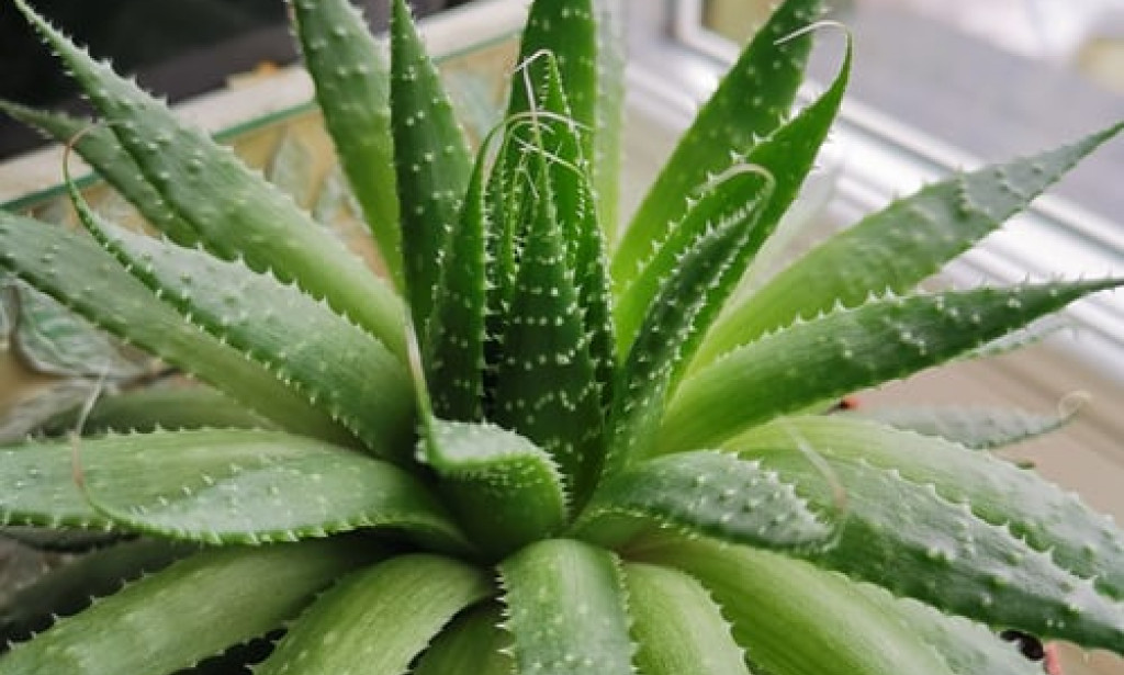 Benefits of aloevera