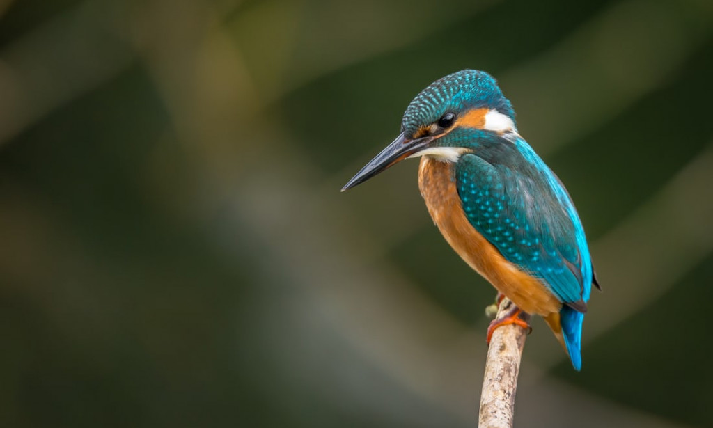 Does the early bird catch the worm?