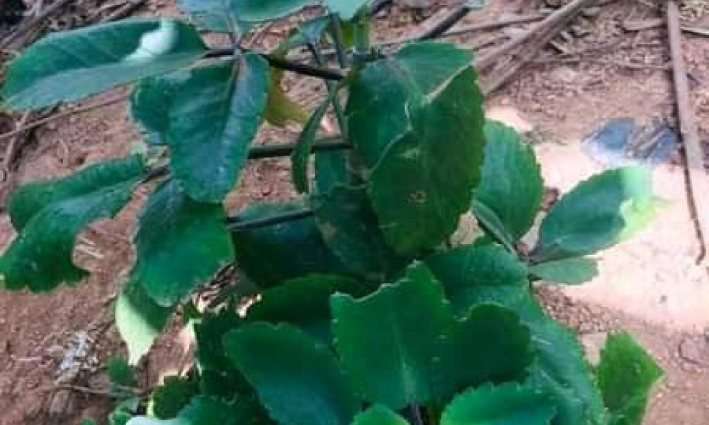 Use Of Miracle Leaf (Temeawu)