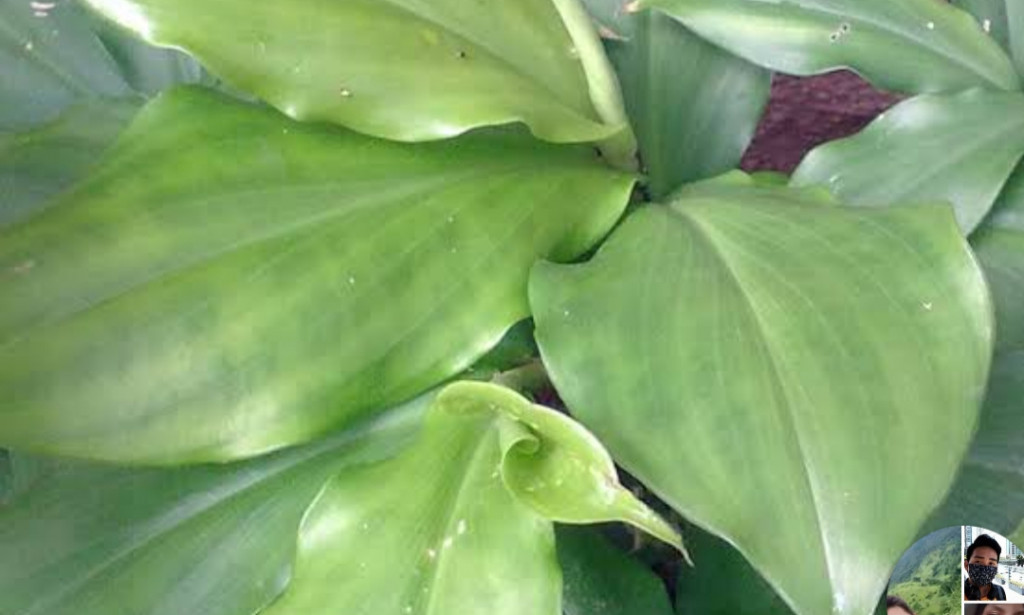 What benefits can obtain by chewing Insulin plants?