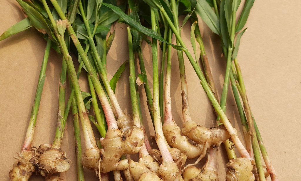 IMPORTANCE OF GINGER TO THE HUMAN BODY