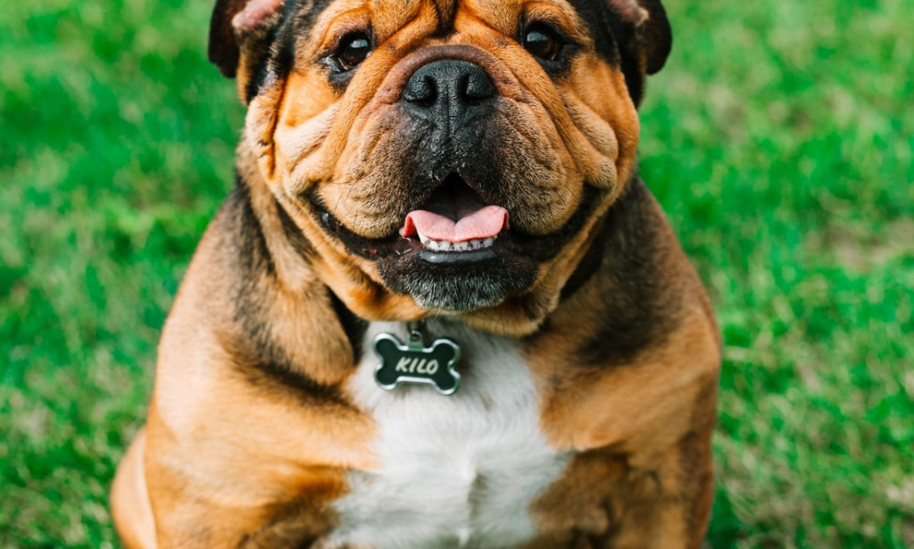 3 Reasons Why You should own a dog