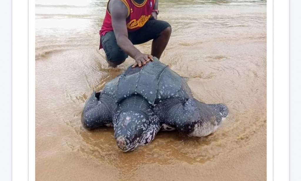 AN AMAZING CATCH, FROM THE deep SEA