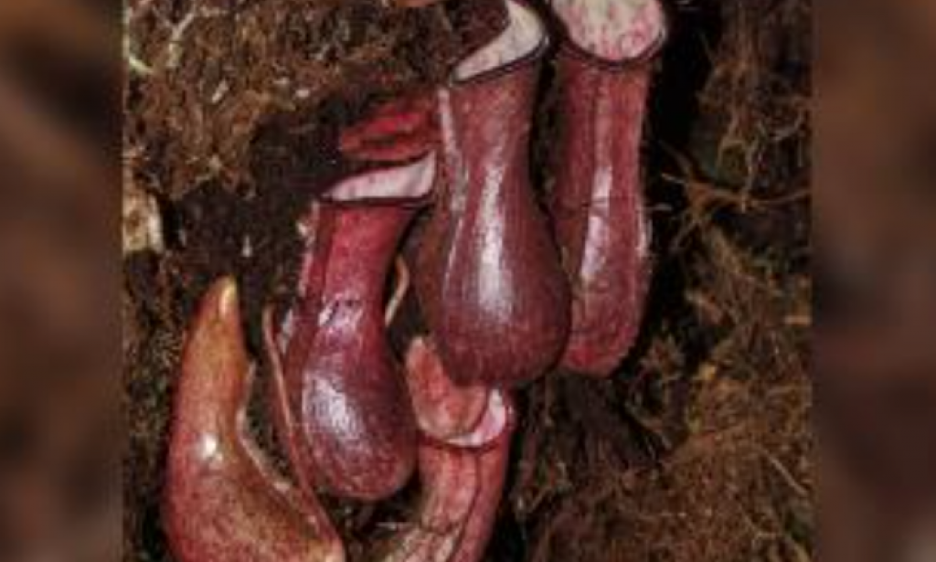 A carnivorous plants that traps and feeds on its prey underground