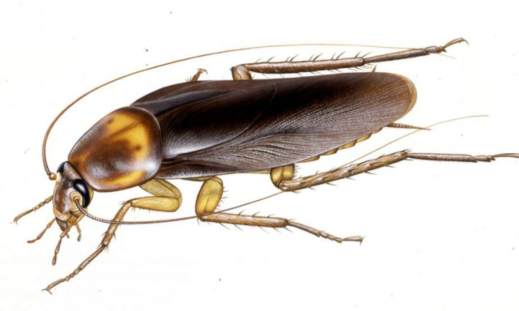 Things You Should Do To Avoid Cockroaches in your Room