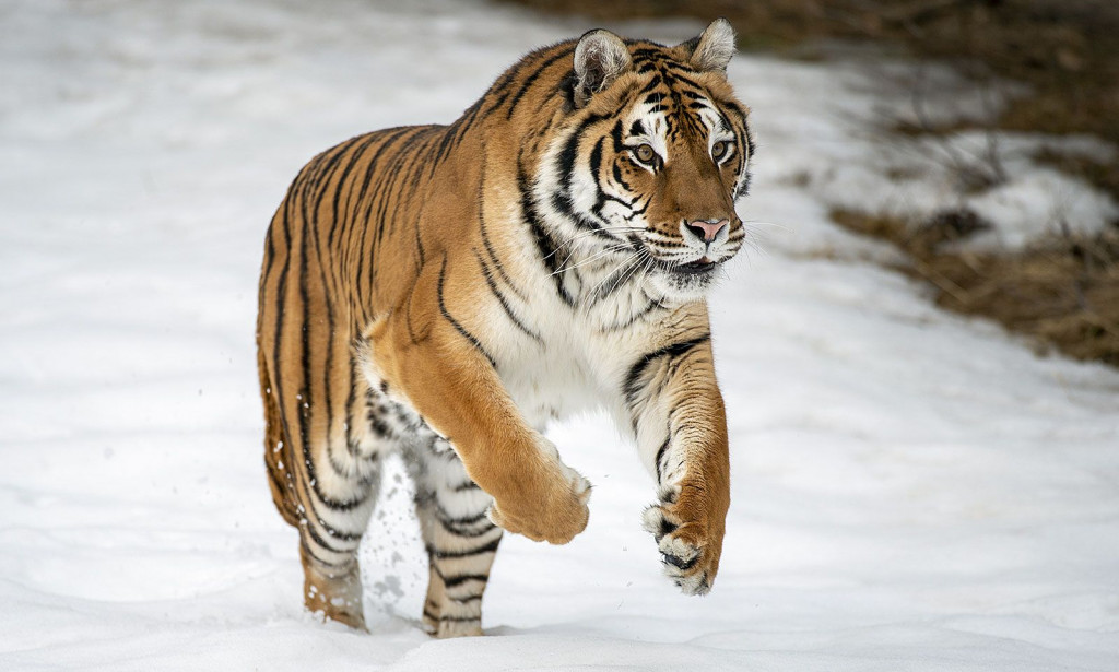 Eleven Tallest Animals In the World.