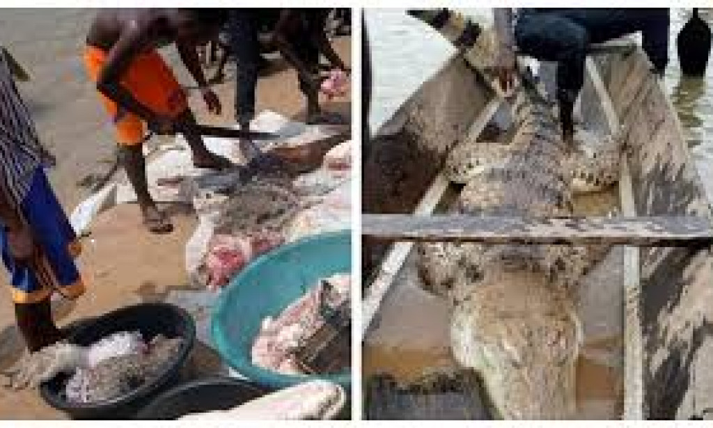 Fisherman from Bayelsa catches 10 Sharks in a day after using Dolphin as Bait (Photo)