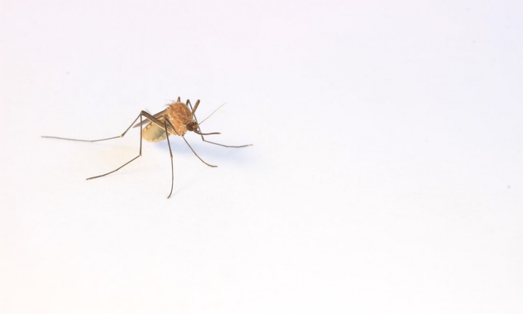 Things you need to know about mosquitoes