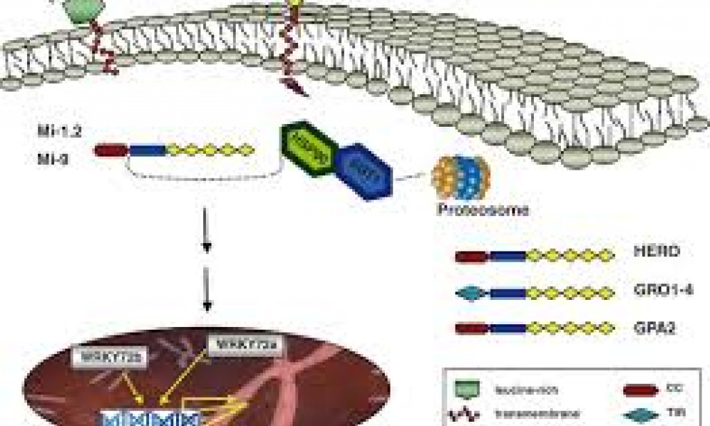 Molecular and Cellular Basis of Mi- Gene Mediated Host Resistance to Meloidogyne Species.