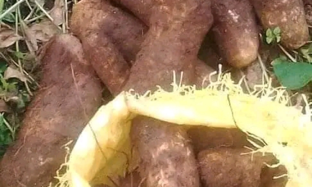 NEW YAM FESTIVAL(OJIJI IZZI) OF THE PEOPLE OF IZZI CLAN EBONYI STATE NIGERIA.