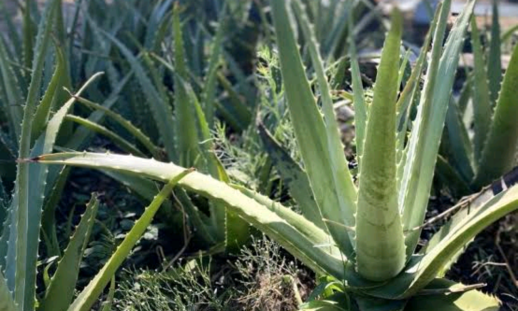 This Wonderful Plant Can Do These.