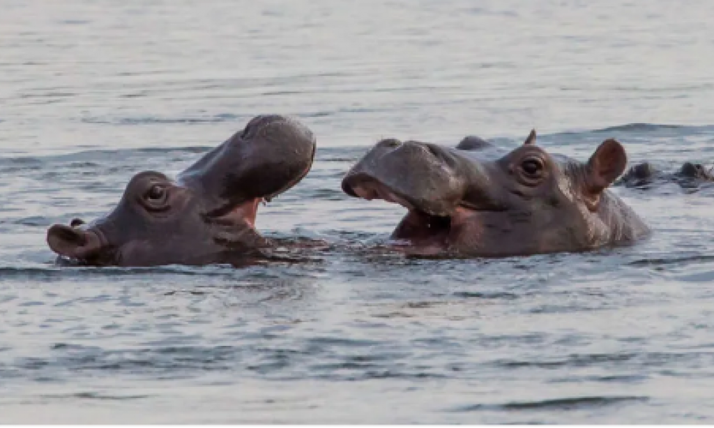 Go to Caprivi Avenue