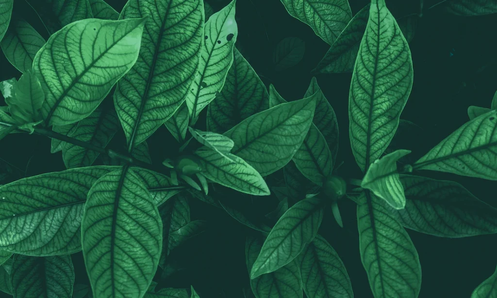 FOOD WITH HEALING POWER THAT CAN HELP YOU RECOVER QUICKLY FROM ILLNESS