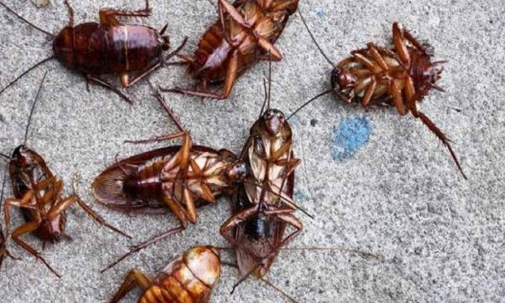 Quickly get rid of insects at home like bed bugs, cockroaches and fruit flies