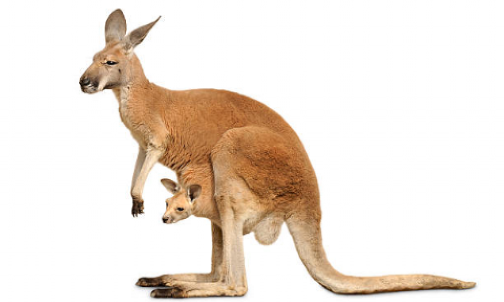 Kangaroos