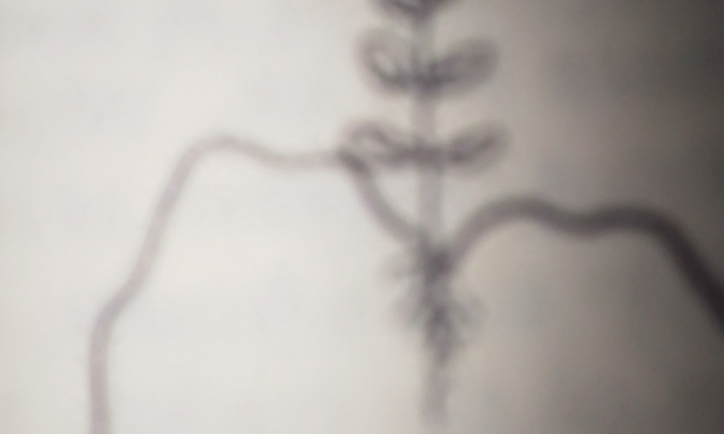 AGRICULTURE ADVANTAGES