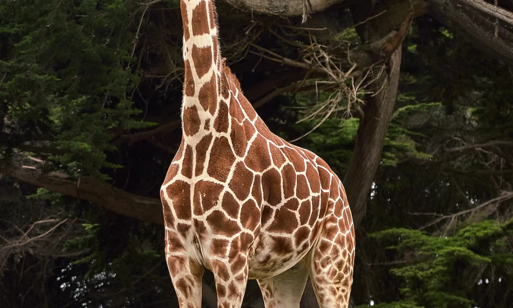 Why do Giraffe’s sleep these way.