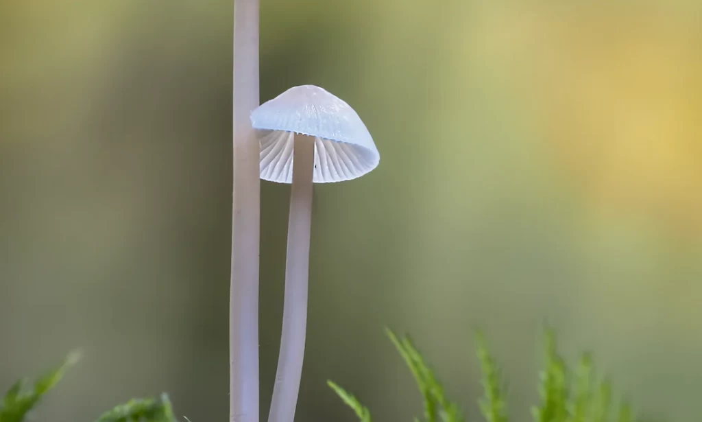 Did you know how big is the biggest mushroom