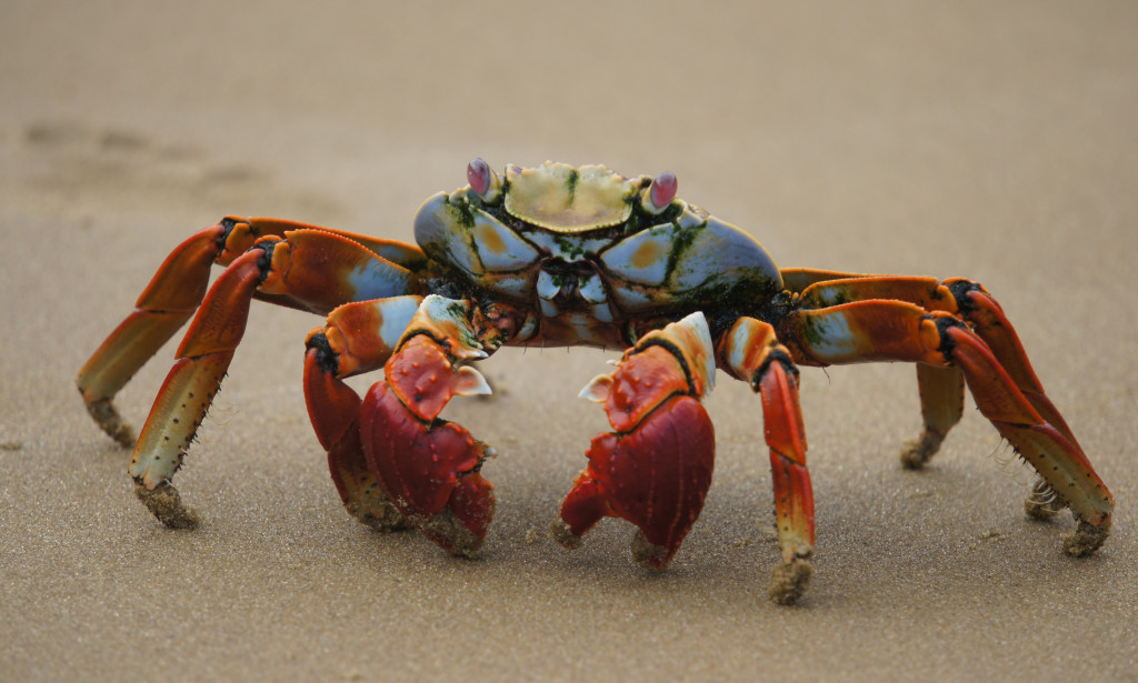 A man eats a crab to appease revenge for his daughter.