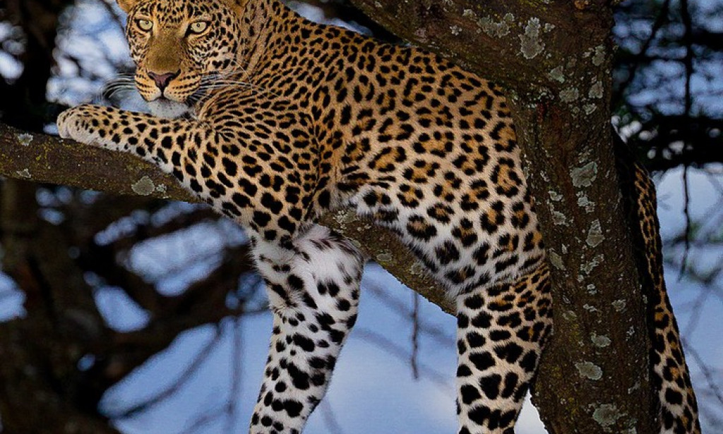 Ranking African predators