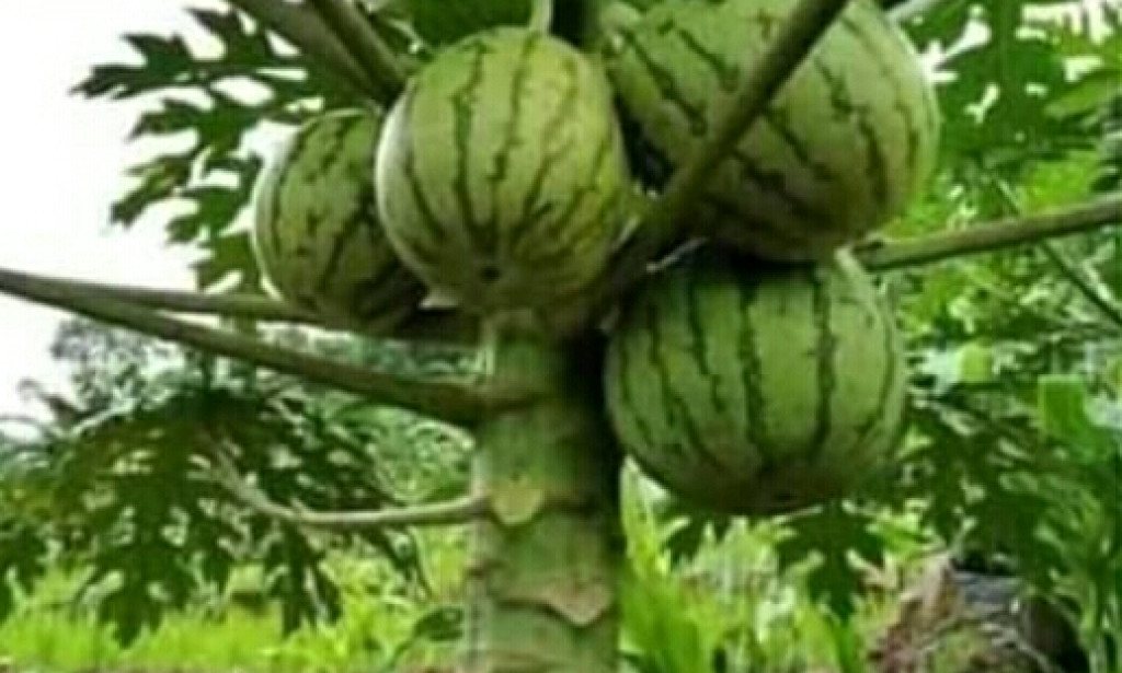 Is GMO foods good for our health?