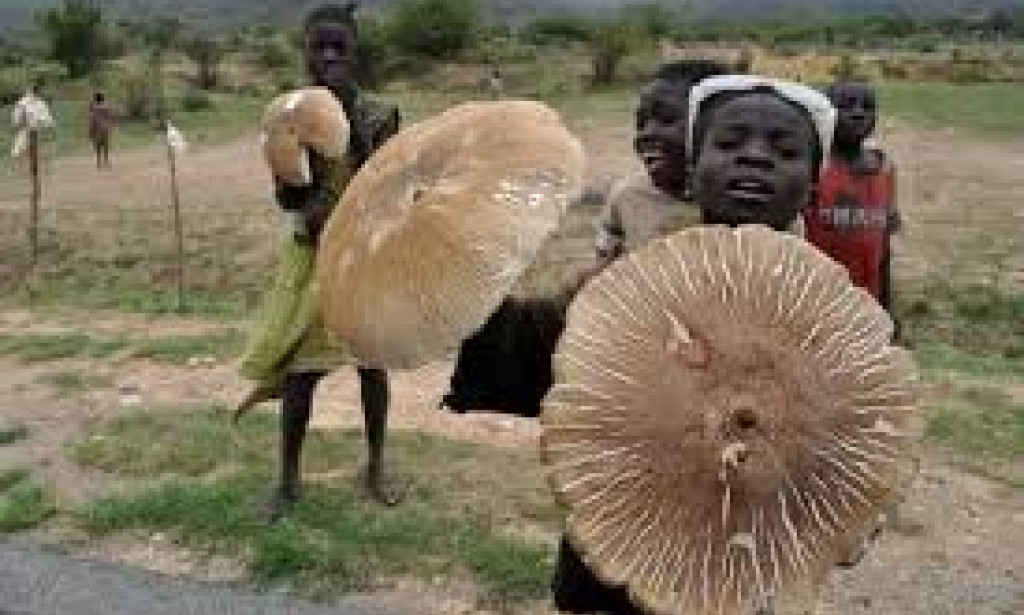 THE STEPS OF HARVESTING EDIBLE MUSHROOMS IN GARDEN.