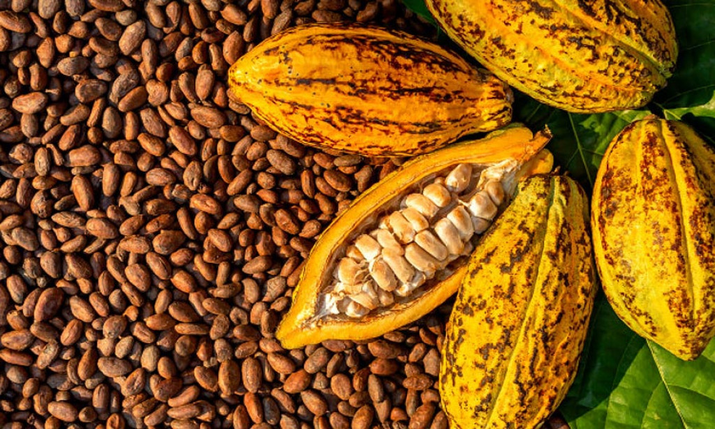 Cocoa and its benefits