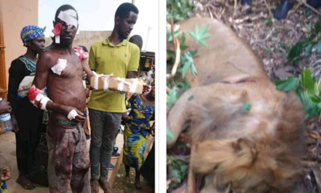 A Man In Uganda killed A Lion With His Bare Hands.