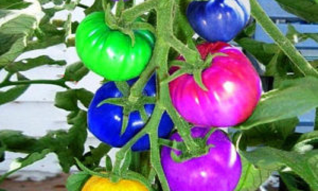 Rainbow Tomatoes