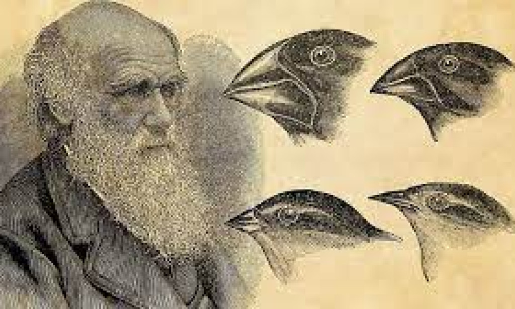 Charles Darwin's Ideas On S*xual Selection