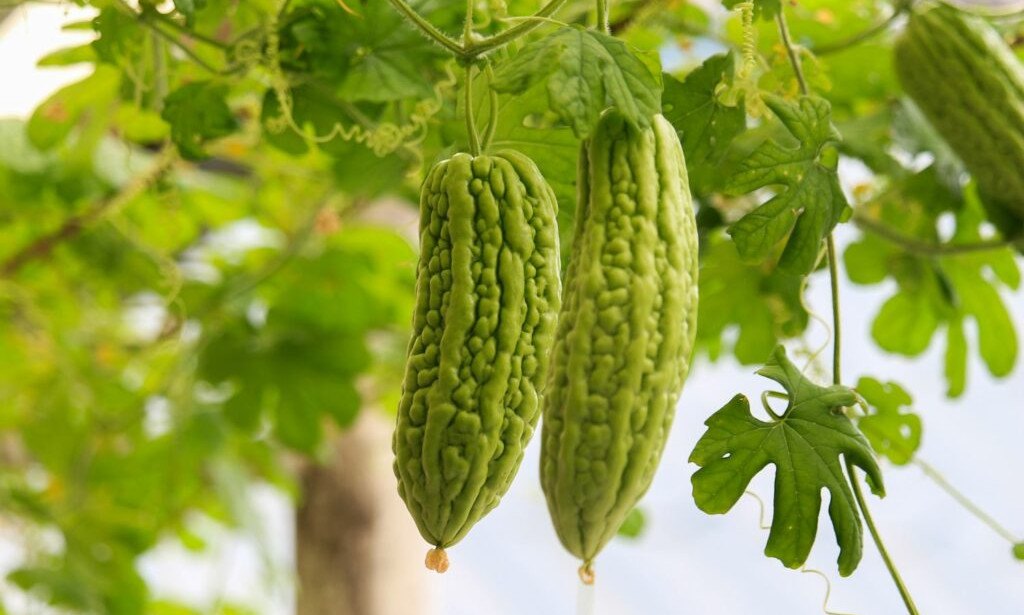 Bitter Gourd Benefits
