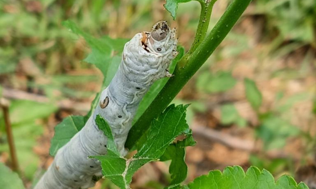 Useful and precious animals for human life