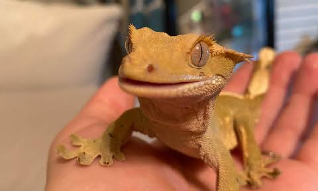 5 Shocking Dreams About Wall Gecko And Their Interpretation