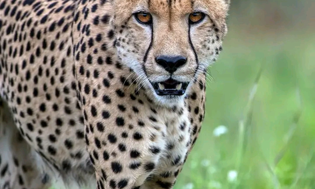 The world most fastest animal