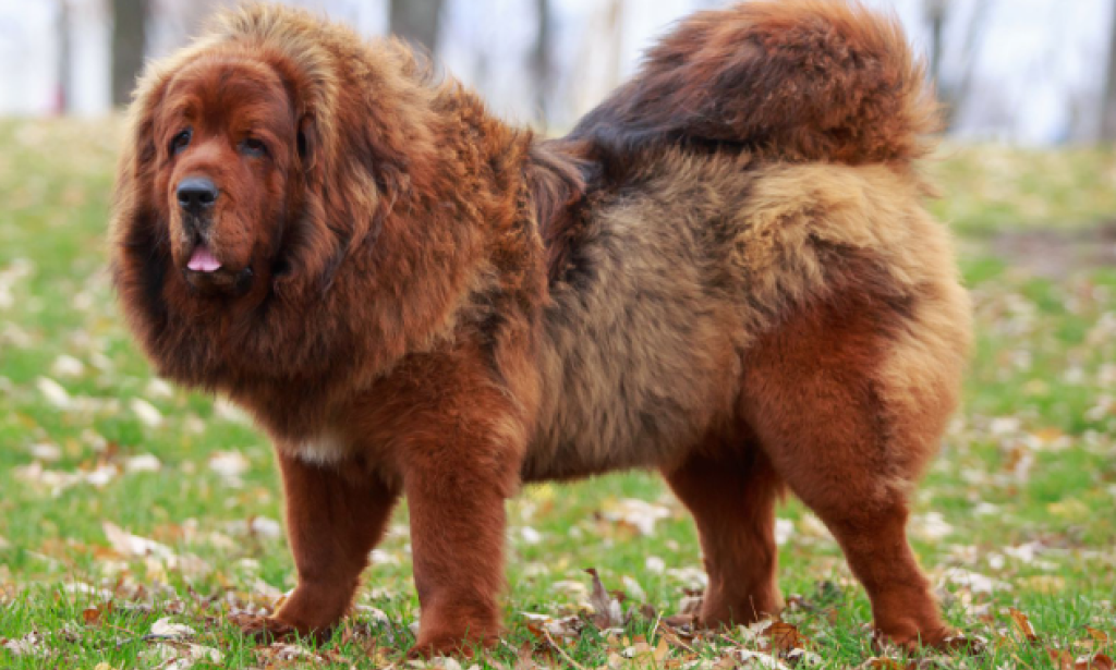 Things To Know About These Expensive Dogs