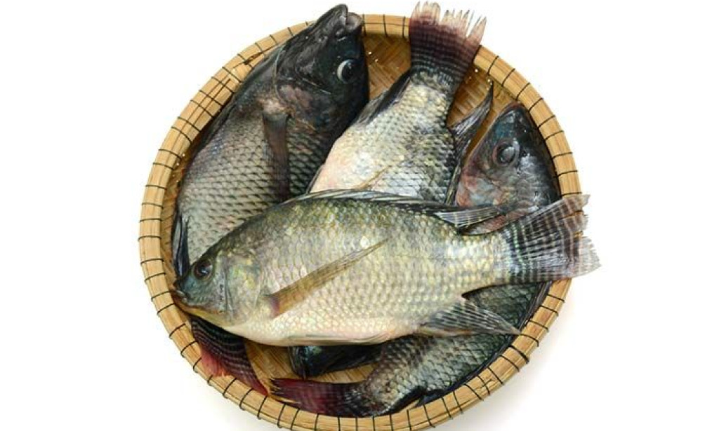 Revealing Oreochromis esculentus Fish's Health Protein Benefits (Ngege, Nyamami)