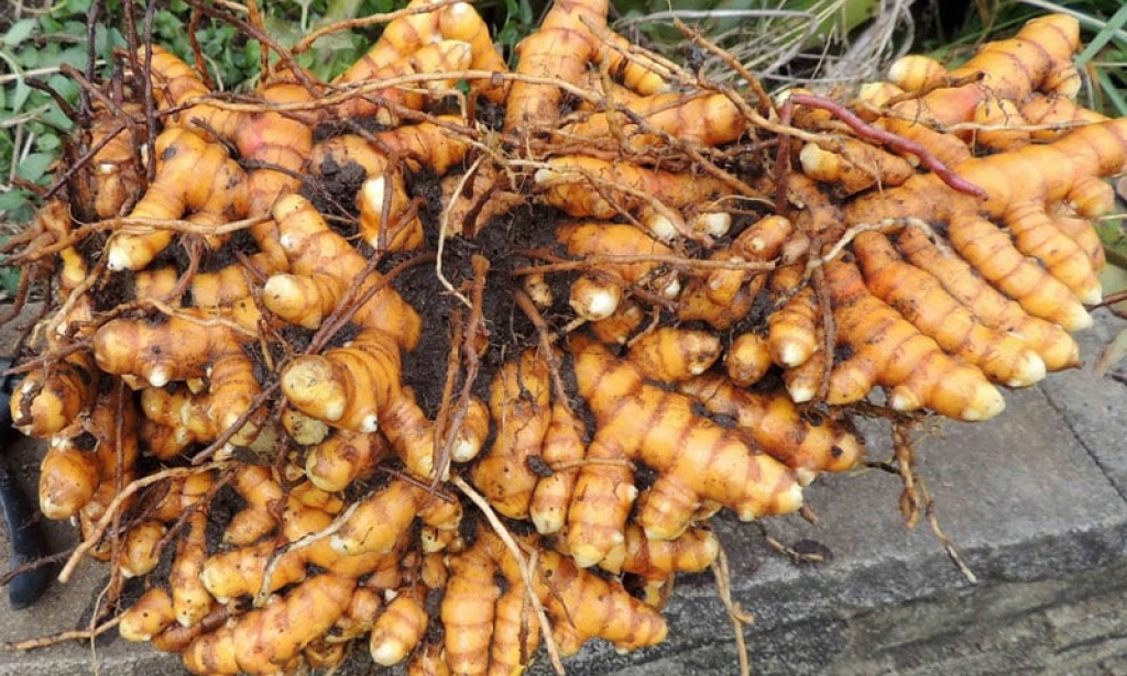 The Golden Powerhouse: Unveiling the Benefits of Turmeric