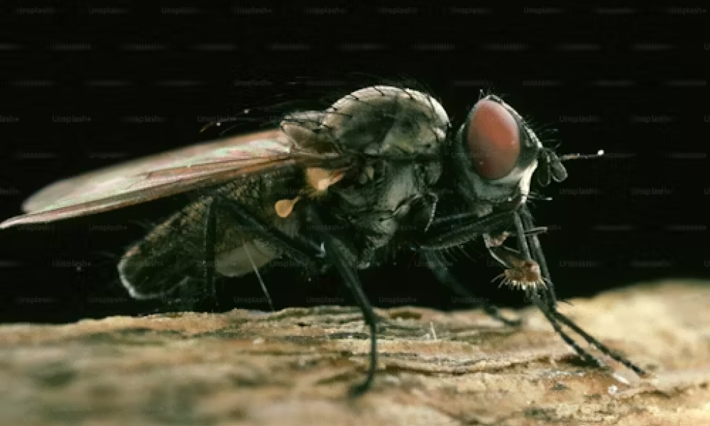 Anopheles gambiae: The Main Vector of Malaria