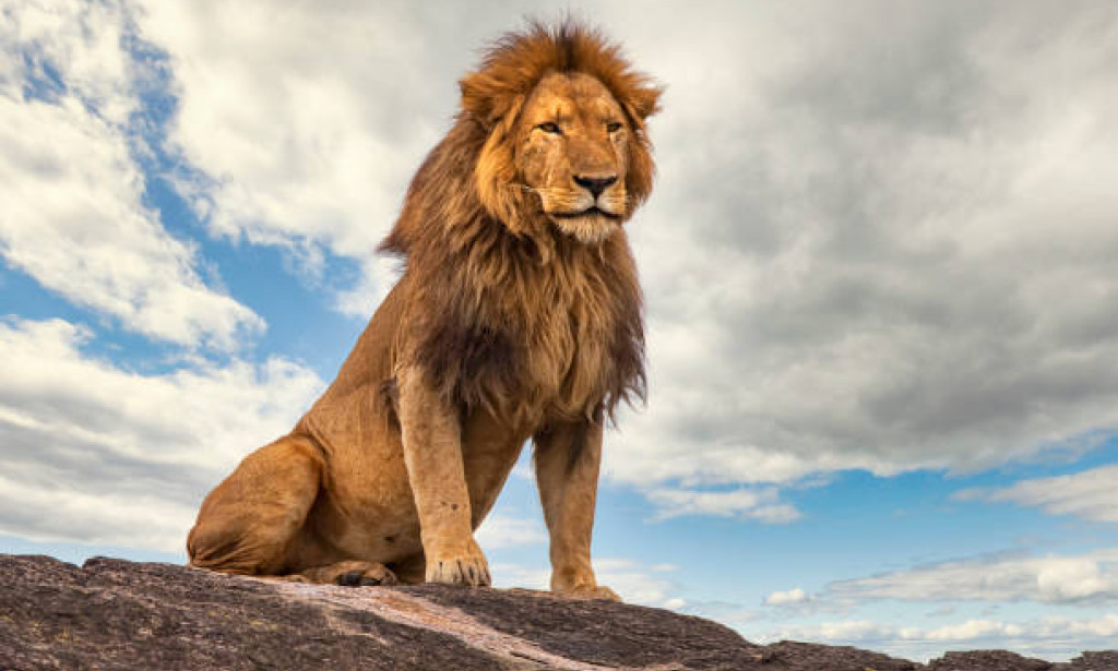 The social  dynamic of lion's pride