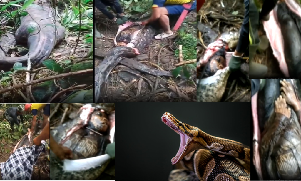 Mother of Four Found Inside Reticulated Python Stomach!! [GRAPHIC VIDEO]