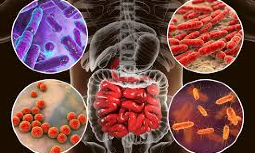 The Role of Gut Microbiota in Immune Function