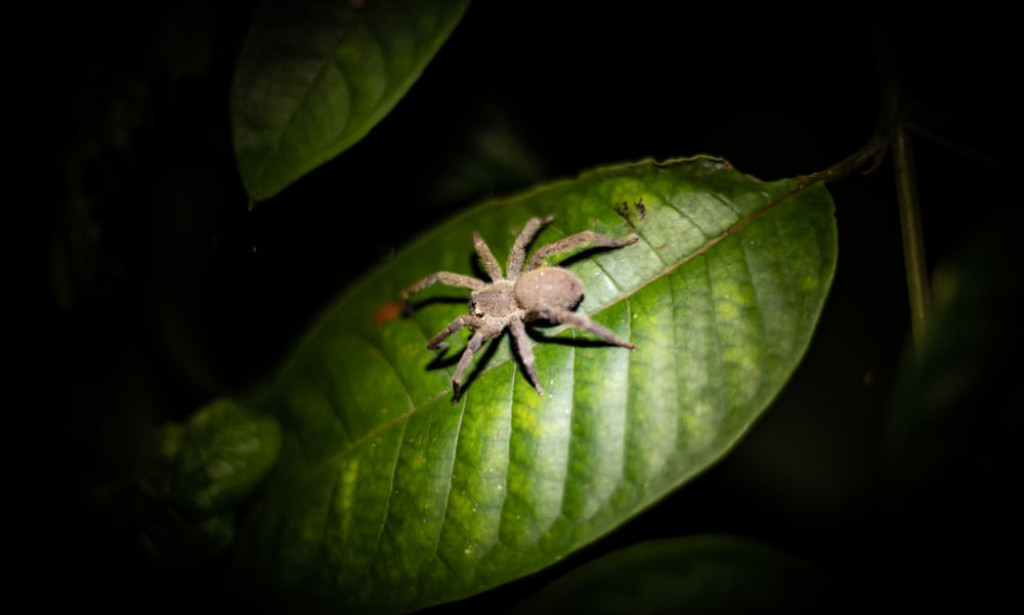 GROWING SPIDER PLANT IN A SOILLESS MEDIA IN A GREENHOUSE ENVIRONMENT