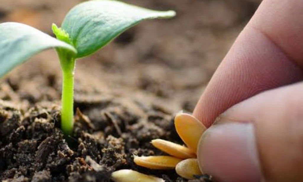 The Curious Case Of The Missing Seeds.