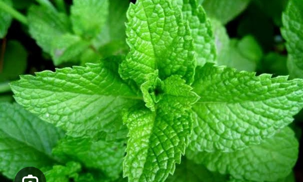 How to use scent leaf as mosquito repellant