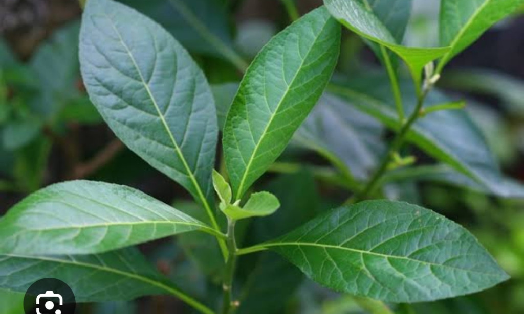 Unlocking the power of Nigeria superleave:The cooking guide