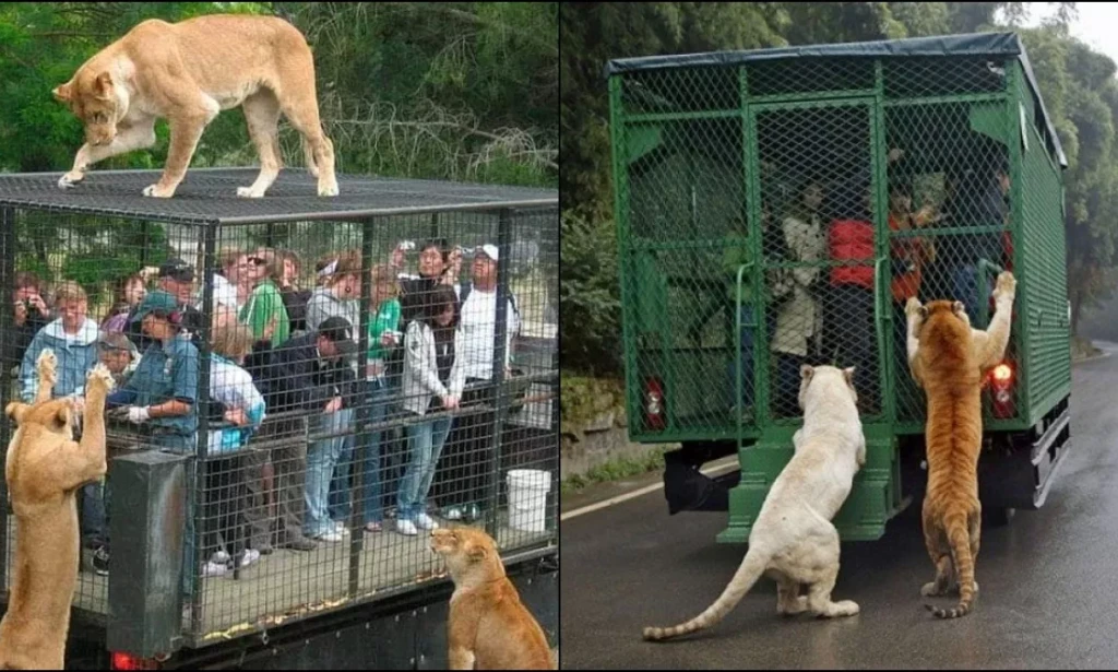 The Zoo Business: Hidden Cost of Free Offers