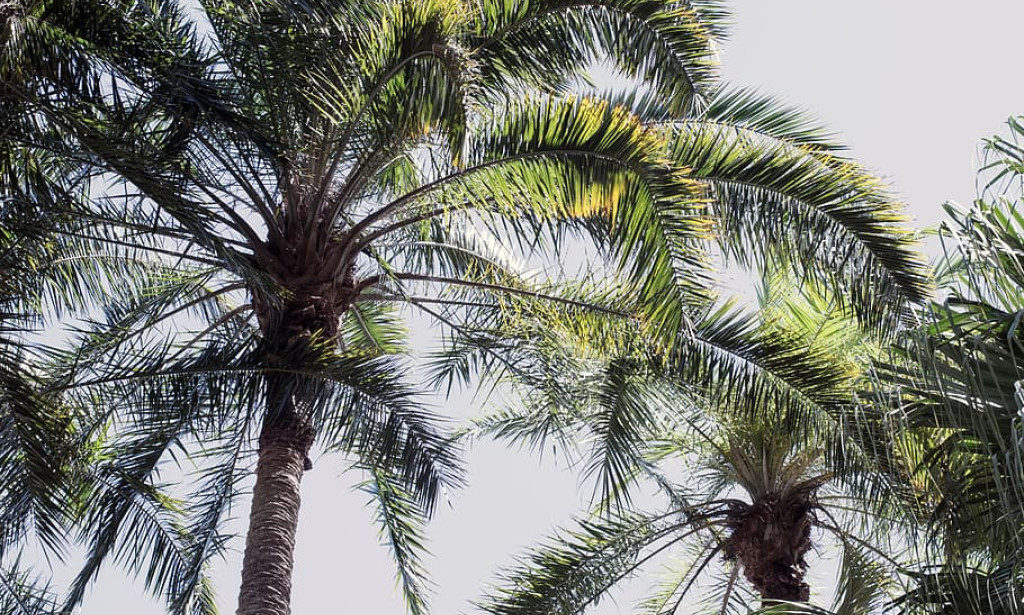 How Malaysia surpasses Nigeria to become world number one in Palm kernel production